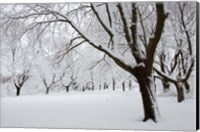 Snow-Covered Maple Trees in Odiorne Point State Park in Rye, New Hampshire Fine Art Print