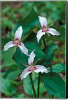 Painted Trillium, Waterville Valley, White Mountain National Forest, New Hampshire Fine Art Print