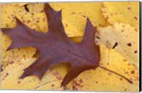 Northern Red Oak Leaf in Fall, Sandy Point Trail, New Hampshire Fine Art Print