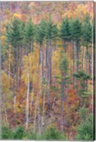 White Mountains in Fall, New Hampshire Fine Art Print