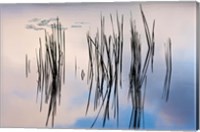 Lily pads and cattails grow in Gilson Pond, Monadanock State Park, New Hampshire Fine Art Print