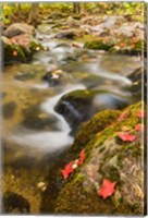 A stream in fall, Grafton, New Hampshire Fine Art Print