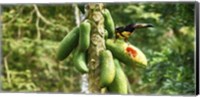 Toucan Bird Feeding on Papaya Tree, Costa Rica Fine Art Print