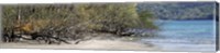 View of Trees on the Beach, Liberia, Guanacaste, Costa Rica Fine Art Print