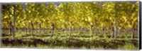 Vineyard, Barcelona, Spain Fine Art Print