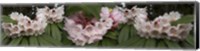 Close-Up of Rhododendron Flowers Fine Art Print