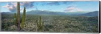 Cardon Cactus, Baja California Sur, Mexico Fine Art Print