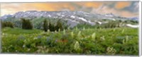 Wildflowers along the Death Canyon Shelf, Grand Teton National Park, Wyoming Fine Art Print