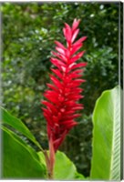 Red Ginger Flower (Alpinia purpurata), Fiji Fine Art Print