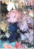 Diver Peers Out From Crevice, Flanked by Brilliant Sea Fans and Soft Corals, Fiji, Oceania Fine Art Print