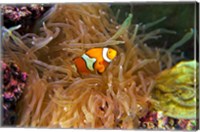 Close up of a Clown Fish in an Anemone, Nadi, Fiji Fine Art Print