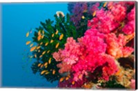 Multicolor Soft Corals, Coral Reef, Bligh Water Area, Viti Levu, Fiji Islands Fine Art Print