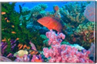 Fairy Basslet fish and Coral, Viti Levu, Fiji Fine Art Print