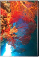 Gorgonian Sea Fan, Marine life, Fiji Fine Art Print