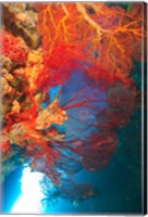 Gorgonian Sea Fan, Marine life, Fiji Fine Art Print