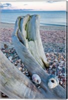 Driftwood on the shell-covered Long Beach in Stratford, Connecticut Fine Art Print