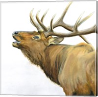 Majestic Elk Brown Crop Fine Art Print