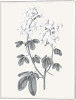 Neutral Botanical III Fine Art Print