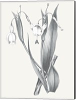 Neutral Botanical II Fine Art Print