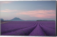 Lavender Field Fine Art Print