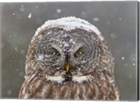 Great Grey Owl Winter Portrait Fine Art Print
