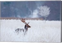 Fallow Deer In The Frozen Winter Landscape Fine Art Print
