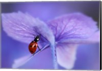 Ladybird On Purple Hydrangea Fine Art Print