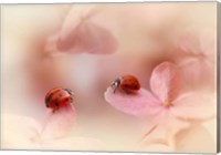 Ladybirds On Pink Hydrangea Fine Art Print