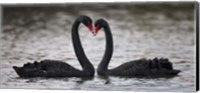 In Love Black Swans Fine Art Print