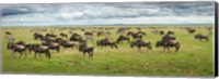 Great Migration In Serengeti Plains Fine Art Print