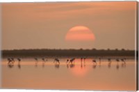 Flamingos At Sunrise Fine Art Print