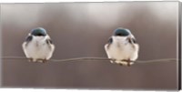 Birds On A Wire Fine Art Print