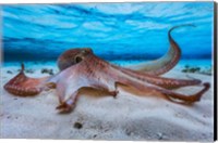 Octopus Fine Art Print