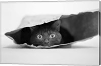 Cat In A Bag Fine Art Print