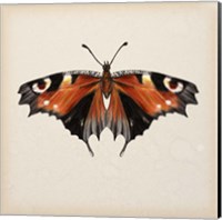 Butterfly Study V Fine Art Print