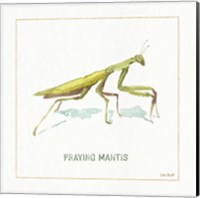 My Greenhouse Praying  Mantis Fine Art Print