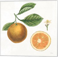 Classic Citrus IV Fine Art Print