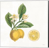 Classic Citrus I Fine Art Print