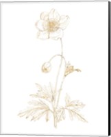 Gilded Botanical II Fine Art Print