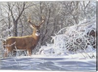 Winter Whitetail Fine Art Print