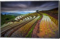 Unseen Rice Field Fine Art Print