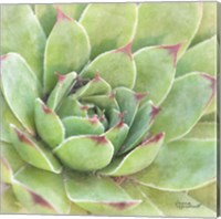 Garden Succulents IV Color Fine Art Print