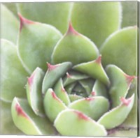 Garden Succulents III Color Fine Art Print