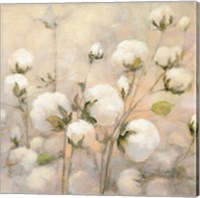 Cotton Field Crop Fine Art Print