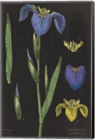 Iris Chart Fine Art Print