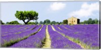 Lavender Fields, France Fine Art Print