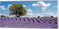 Lavender Field in Provence, France Fine Art Print