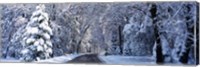 Road passing through Snowy Forest in Winter, Yosemite National Park, California Fine Art Print