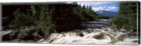 Stream flowing through a Forest, Little Niagara Falls, Maine Fine Art Print