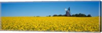 Oilseed Rape Crop with a Traditional windmill, Germany Fine Art Print